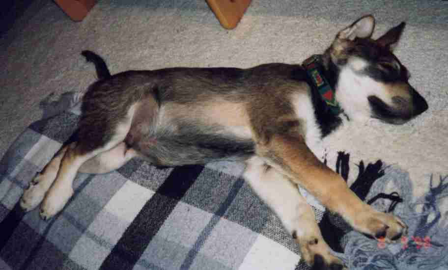 Nur ein m�der Hund ist ein guter Hund